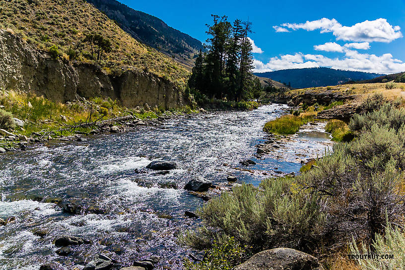  From the Gardner River in Montana.