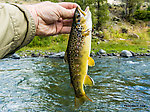  From the Gardner River in Montana.