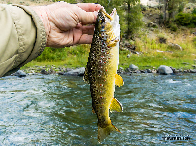  From the Gardner River in Montana.