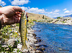  From the Gardner River in Montana.