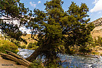  From the Gardner River in Montana.