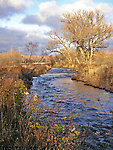 This little Lake Ontario tributary looked beautiful in mid-November, but I found no lake run fish. From Little Sandy Creek in New York.