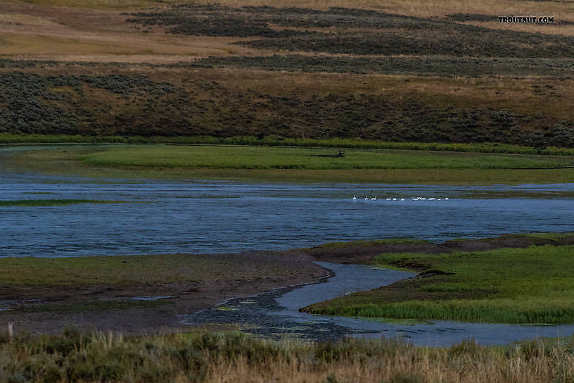 Swans in the Yellowstone River's Hayden Valley. From the Yellowstone River in Wyoming.