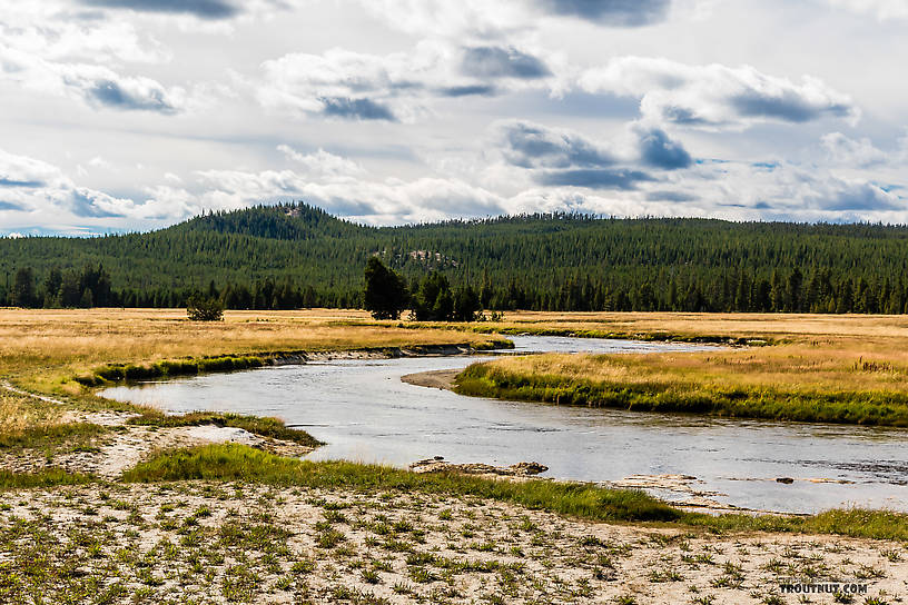  From the Gibbon River in Wyoming.