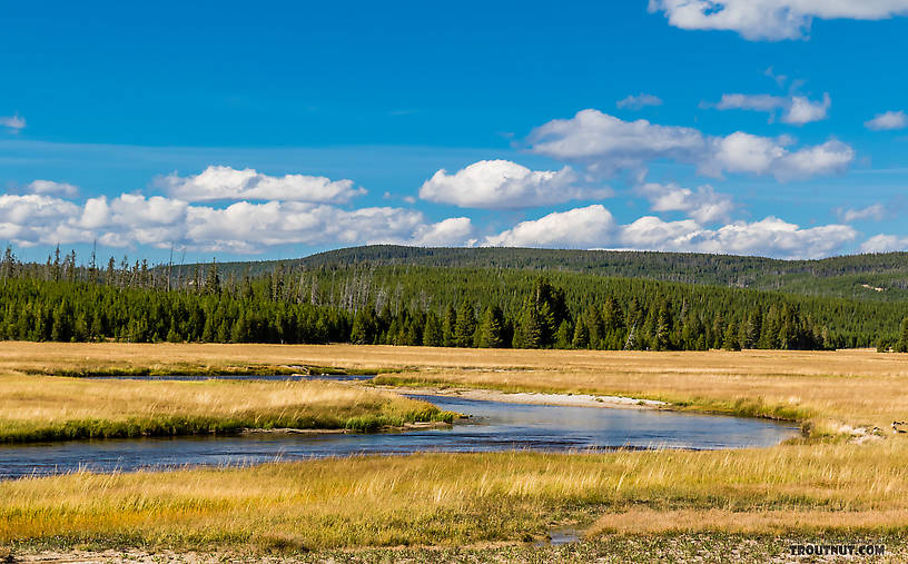  From the Gibbon River in Wyoming.