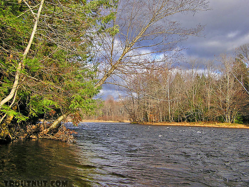 A strong rapids feeds into this famous salmon pool on a tributary of Lake Ontario. From the Salmon River in New York.