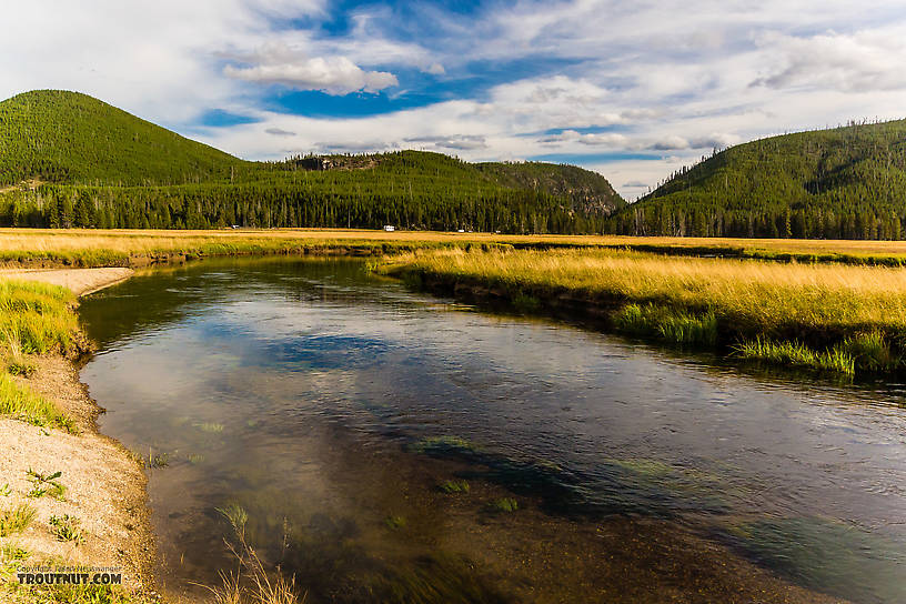  From the Gibbon River in Wyoming.