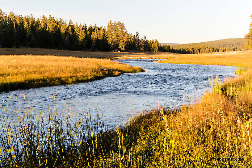  From Nez Perce Creek in Wyoming.