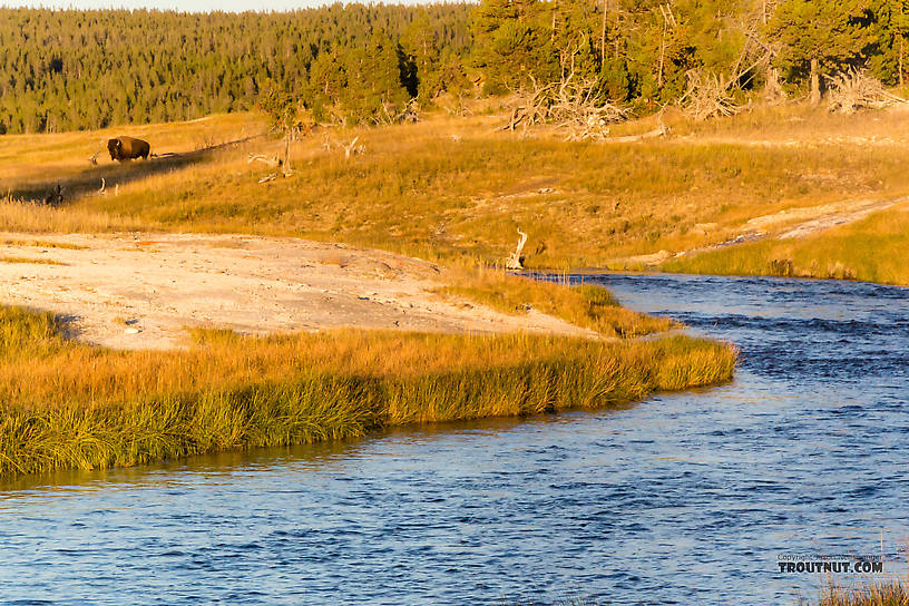  From Nez Perce Creek in Wyoming.