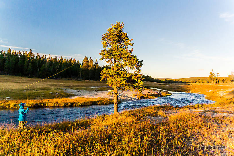 My wife Lena trying to catch a small-stream trout in Yellowstone. From Nez Perce Creek in Wyoming.