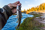 This was the only fish either of us managed to catch in Nez Perce Creek on this day before the bison got a bit too close for my wife's comfort and we rushed back to the car. From Nez Perce Creek in Wyoming.