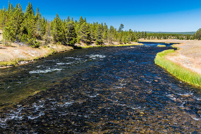  From the Firehole River in Wyoming.