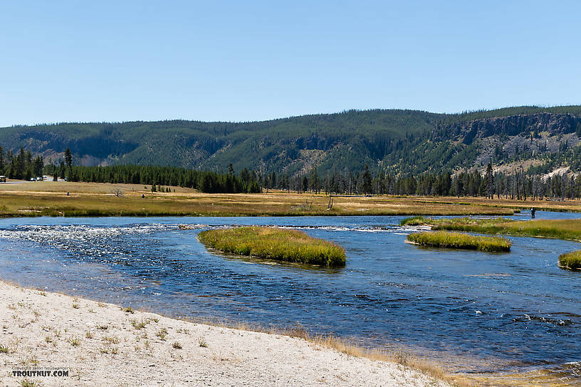  From the Firehole River in Wyoming.