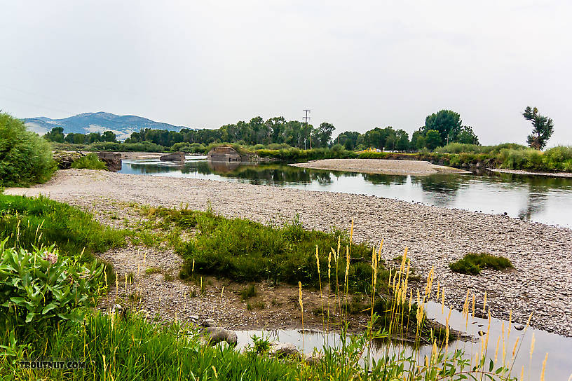  From the Jefferson River in Montana.