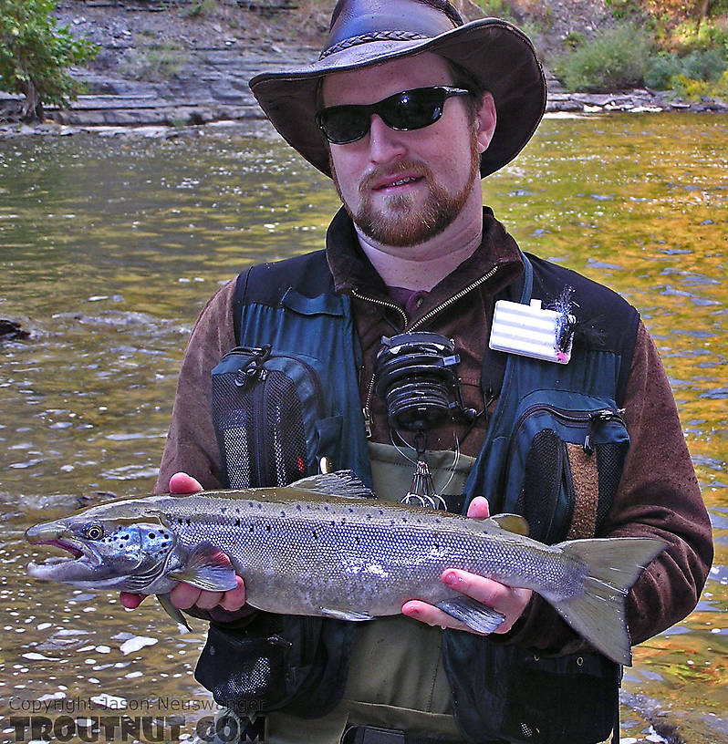 This was my first Atlantic Salmon ever, a 23" landlock from a Finger Lakes tributary.  It rose up from the murky water, gulped my bright streamer near the surface, and sank down, almost like the rise form of a trout sipping a tiny bug.  I set the hook and landed the fish after a fight that exceeded my high expectations. From Fall Creek, Ithaca Falls in New York.