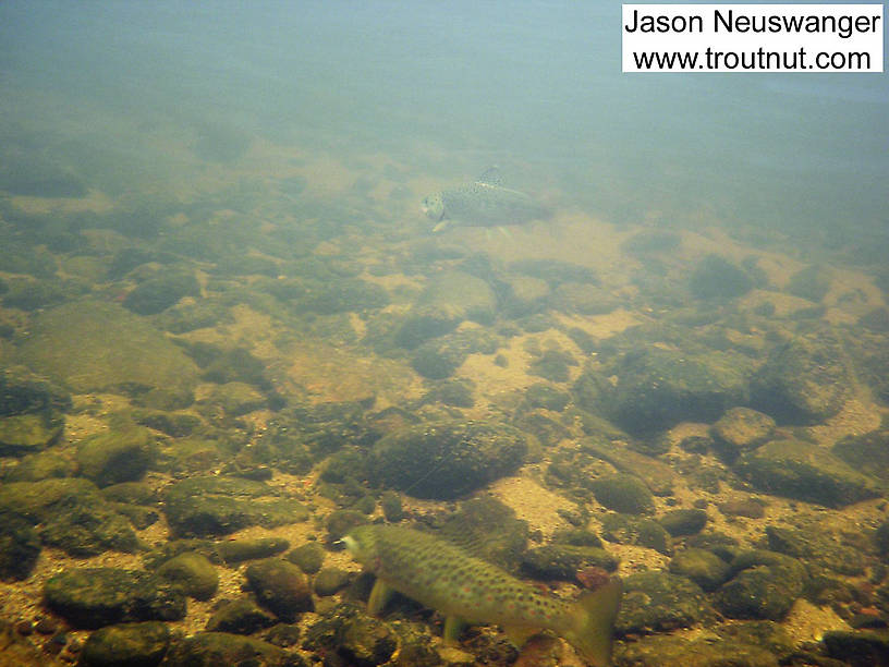 When the lead 9" brown grabbed one of my three wet flies and started zooming around his buddy couldn't resist grabbing one of the others. This is an underwater picture of the two of them together on the line. From the Namekagon River in Wisconsin.