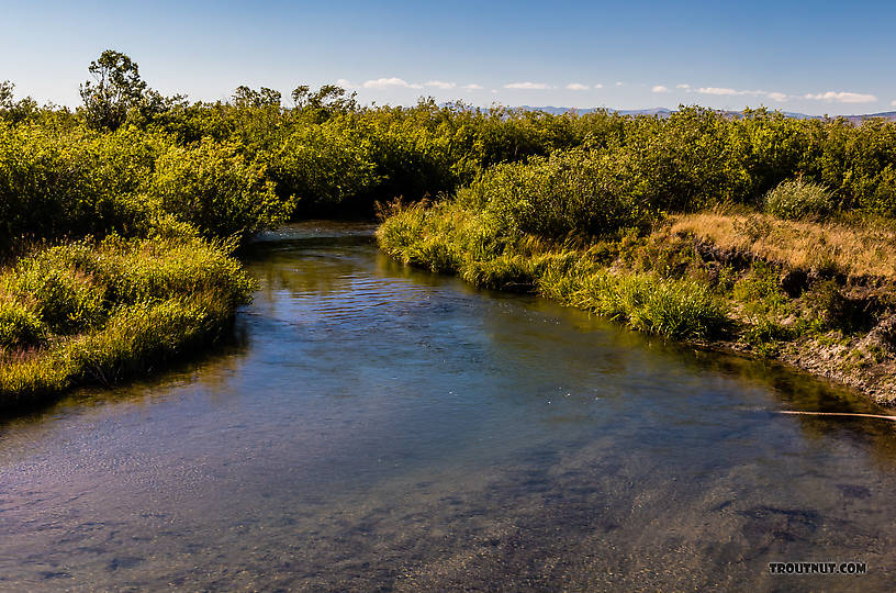  From Mystery Creek # 237 in Montana.