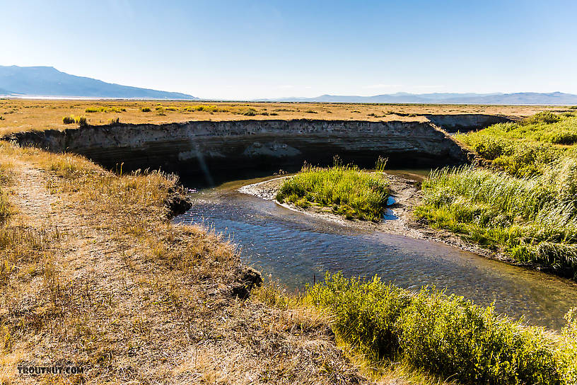  From Mystery Creek # 237 in Montana.