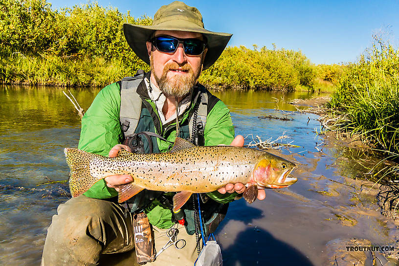  From Mystery Creek # 237 in Montana.