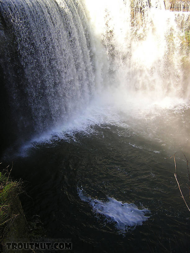 Many Finger Lakes tributaries have impressive waterfalls, but this is one of the best.  The plunge pool is extremely deep and often holds nice fish. From Salmon Creek, Ludlowville Falls in New York.