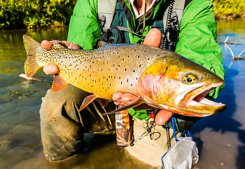 My nicest Cutthroat Trout yet, a beautiful 18-incher. I'll remember this fish forever. From Mystery Creek # 237 in Montana.