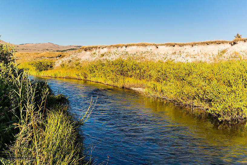  From Mystery Creek # 237 in Montana.