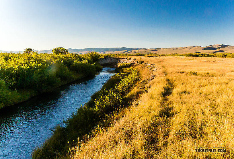  From Mystery Creek # 237 in Montana.