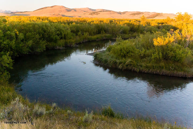  From Mystery Creek # 237 in Montana.