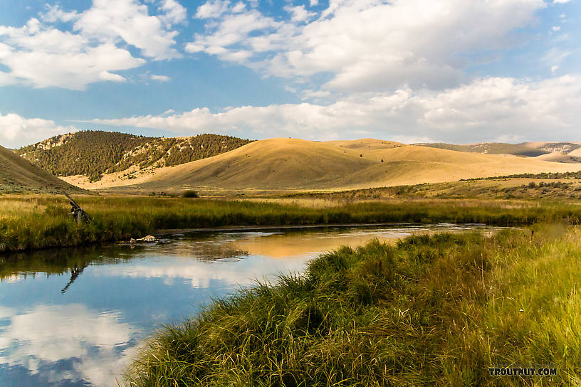  From Mystery Creek # 238 in Montana.