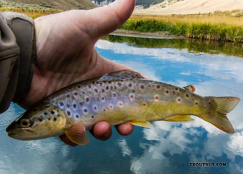  From Mystery Creek # 238 in Montana.