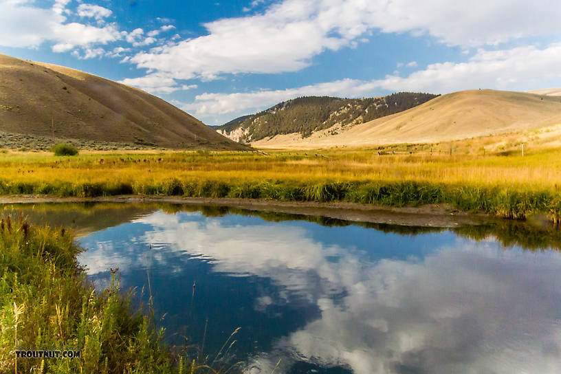  From Mystery Creek # 238 in Montana.