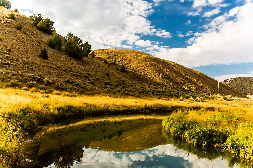  From Mystery Creek # 238 in Montana.