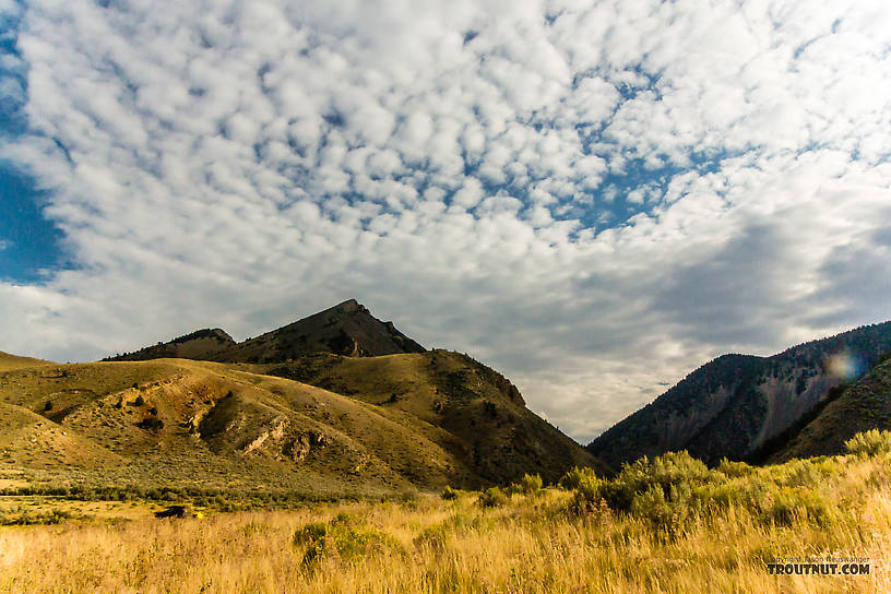  From Mystery Creek # 238 in Montana.