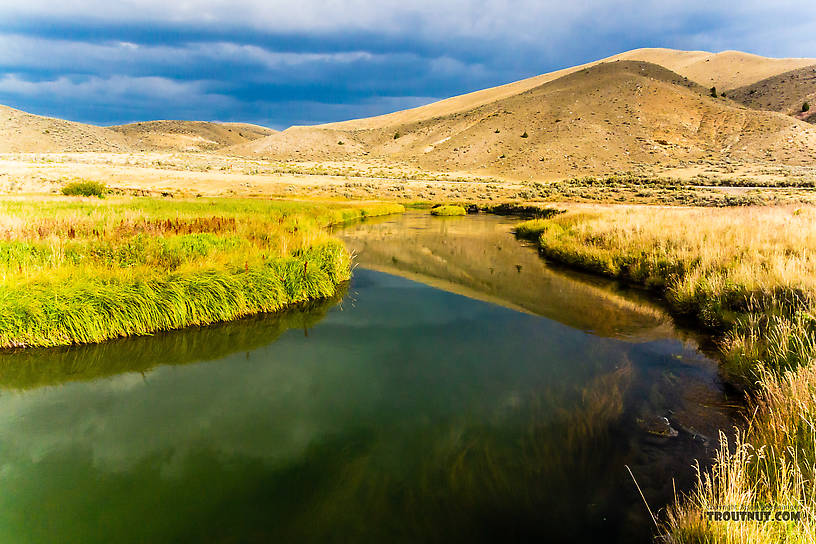  From Mystery Creek # 238 in Montana.