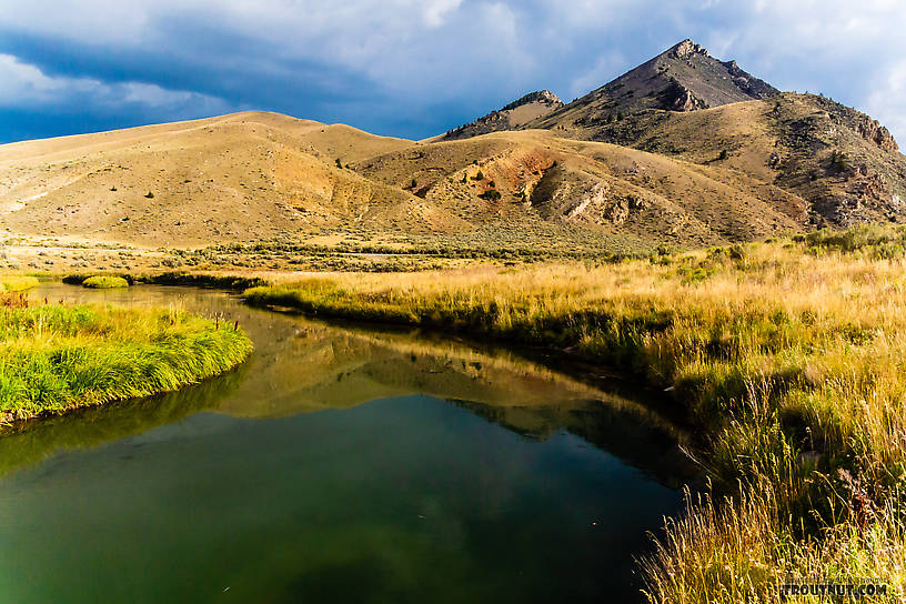  From Mystery Creek # 238 in Montana.