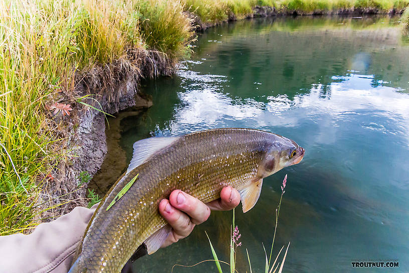  From Mystery Creek # 238 in Montana.