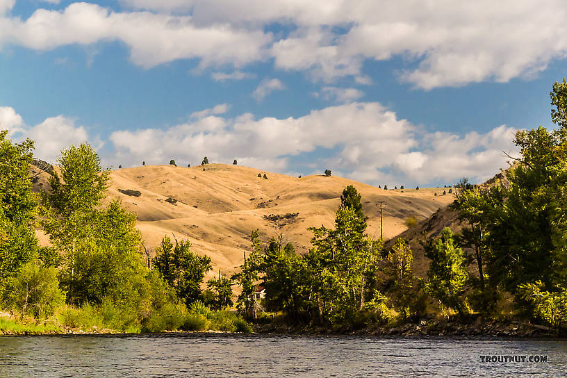  From the Bitterroot River in Montana.