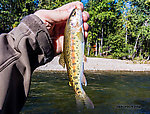  From the Bitterroot River in Montana.