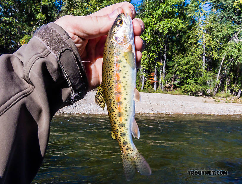  From the Bitterroot River in Montana.