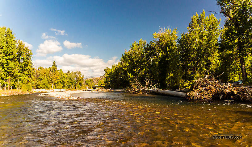  From the Bitterroot River in Montana.