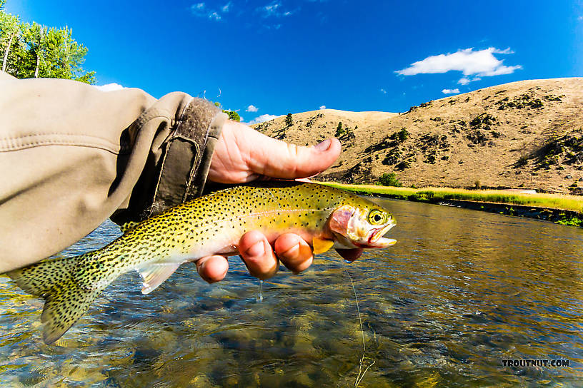 Small westslope cutthroat trout on the Bitterroot River From the Bitterroot River in Montana.