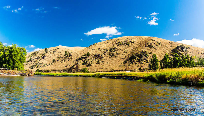  From the Bitterroot River in Montana.