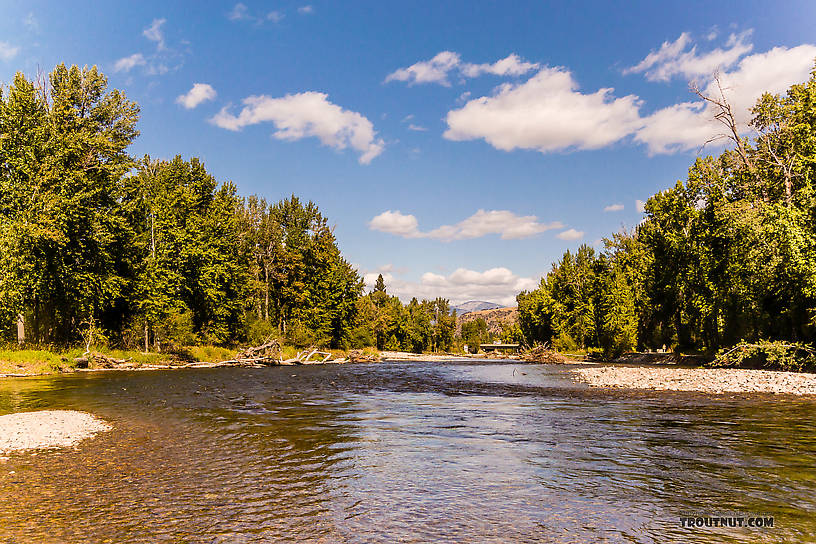  From the Bitterroot River in Montana.