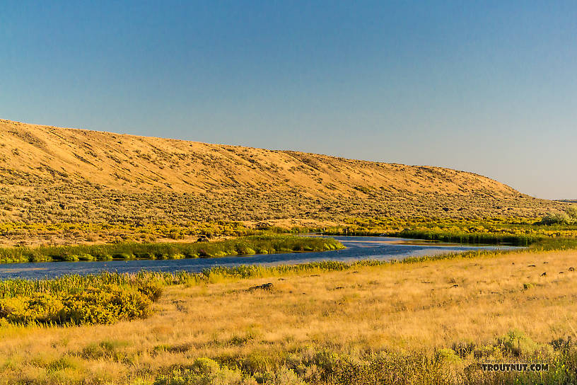  From Rocky Ford Creek in Washington.