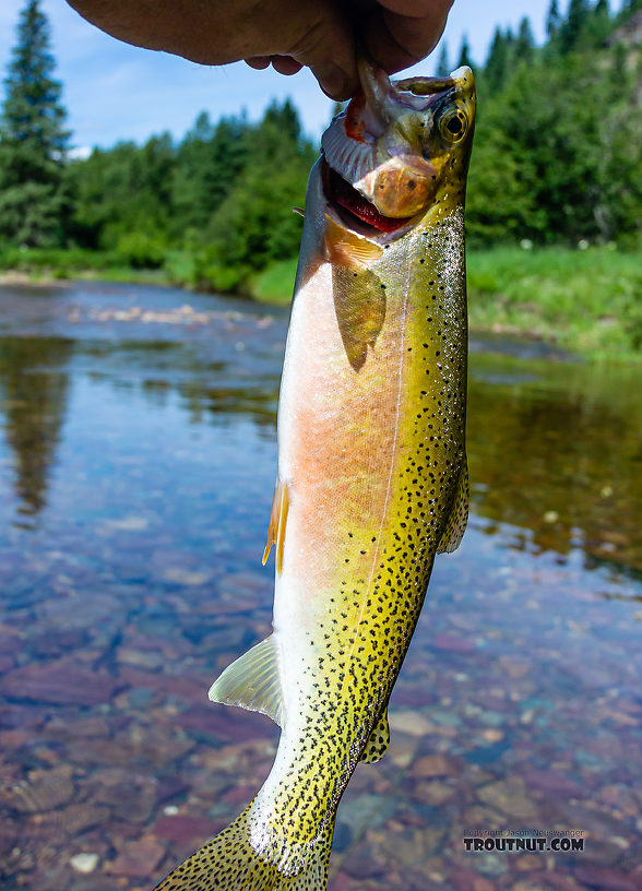  From the North Fork Couer d'Alene River in Idaho.