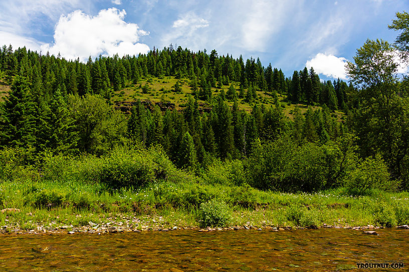  From the North Fork Couer d'Alene River in Idaho.