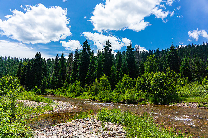  From the North Fork Couer d'Alene River in Idaho.