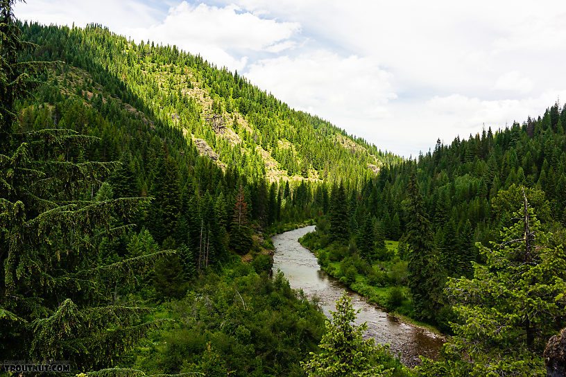  From the North Fork Couer d'Alene River in Idaho.