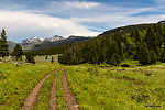 Bison along the Slough Creek Trail. From Slough Creek in Wyoming.