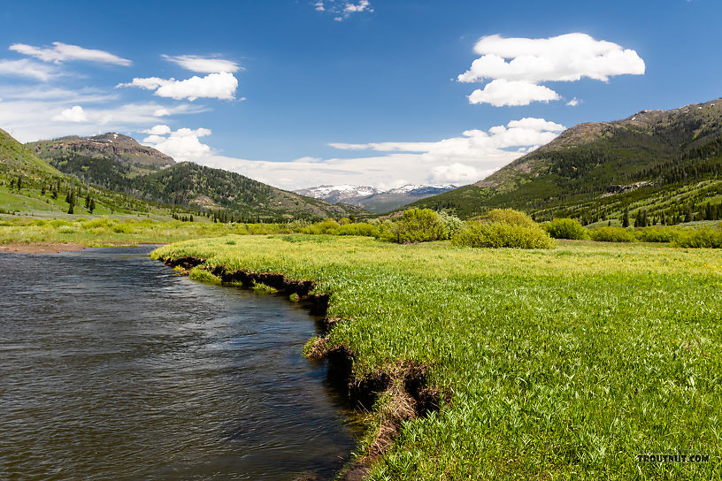  From Slough Creek in Wyoming.